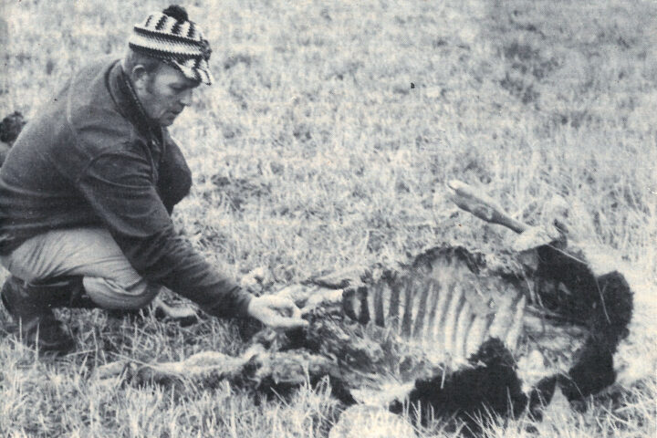 kiuruvesi_50_vuotta_sitten_sudet_netti