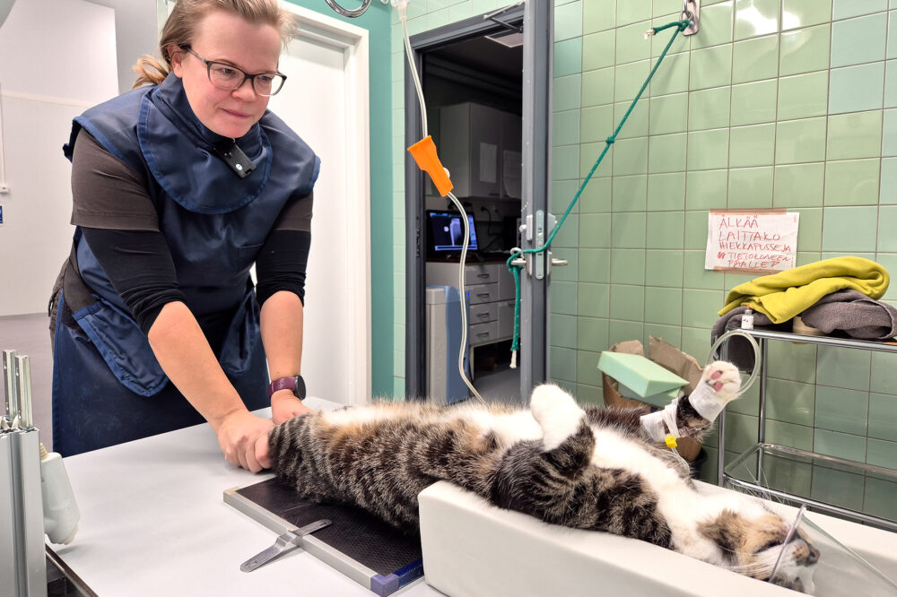 klinikkaelaintenhoitaja_aino_tolonen_netti