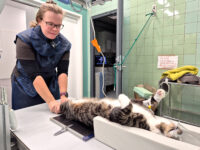 klinikkaelaintenhoitaja_aino_tolonen_netti