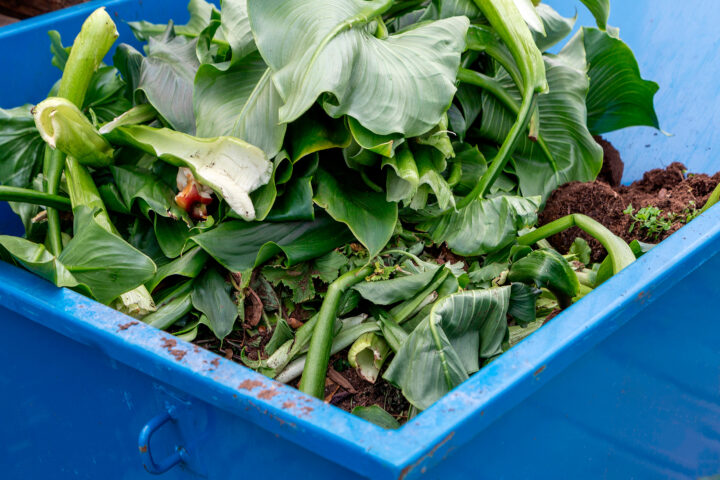 biojate_kuvaaja_adobe_stock_netti