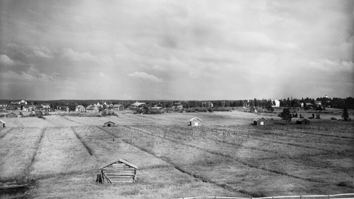 peltoa tapanainen some