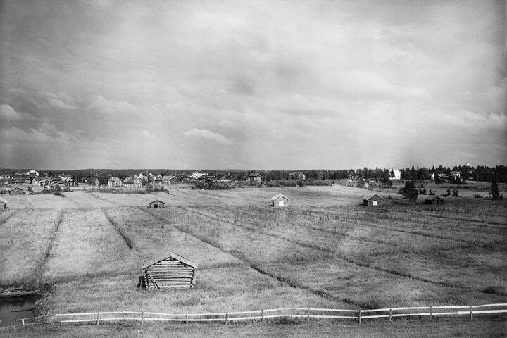 peltoa tapanainen some