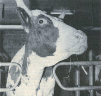 kiuruvesi_50_vuotta_sitten_lehma_netti_2