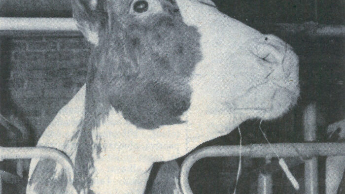 kiuruvesi_50_vuotta_sitten_lehma_netti_2