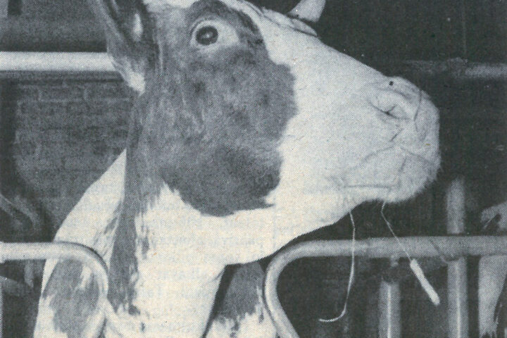 kiuruvesi_50_vuotta_sitten_lehma_netti_2
