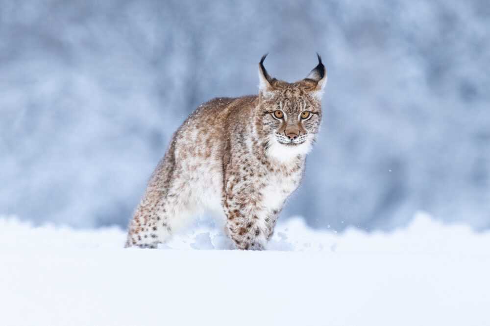 ilves_kuvaaja_adobe_stock_netti