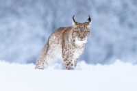 ilves_kuvaaja_adobe_stock_netti