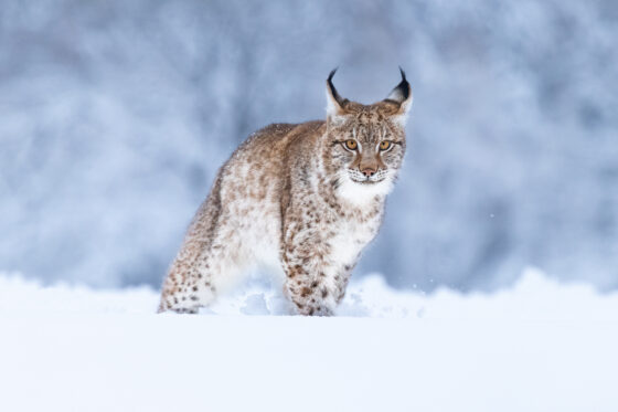 ilves_kuvaaja_adobe_stock_netti