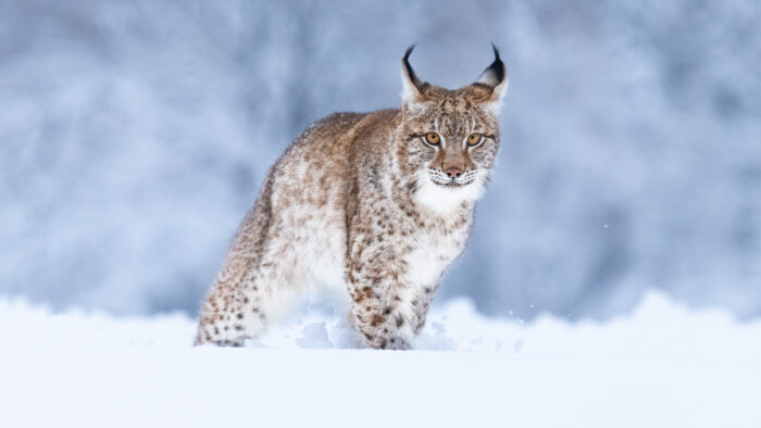 ilves_kuvaaja_adobe_stock_netti