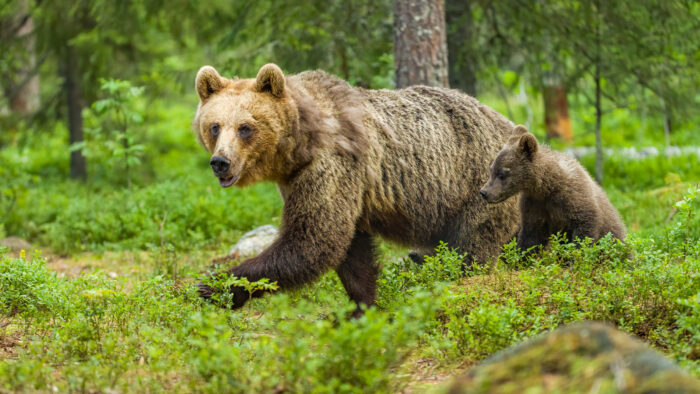 karhu_suomesta_kuvaaja_adobe_photoshop_netti