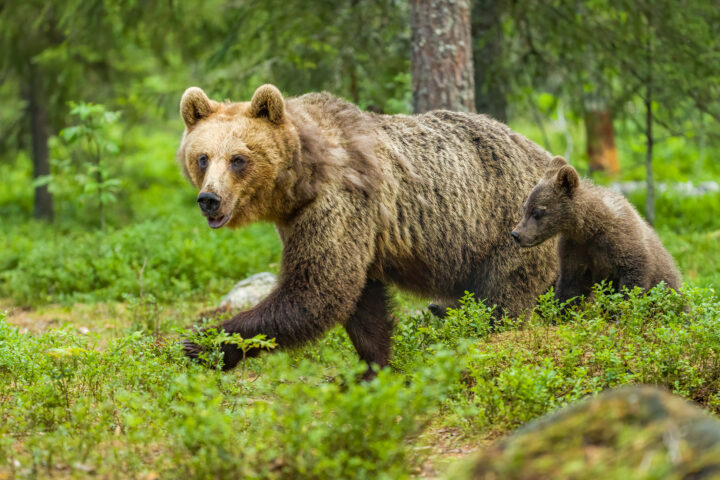 karhu_suomesta_kuvaaja_adobe_photoshop_netti