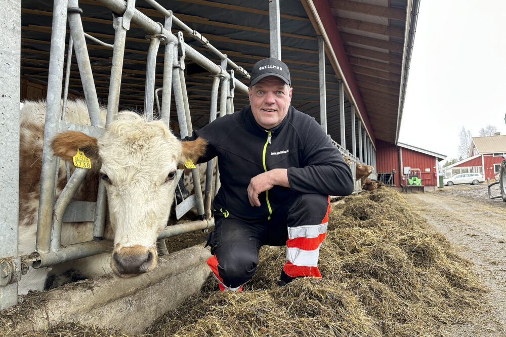 Emolehmäpihatto Luupuvedellä Aholan tilalla Sami Kemiläinen_käsitelty