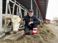 Emolehmäpihatto Luupuvedellä Aholan tilalla Sami Kemiläinen_käsitelty