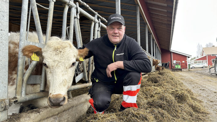 Emolehmäpihatto Luupuvedellä Aholan tilalla Sami Kemiläinen_käsitelty