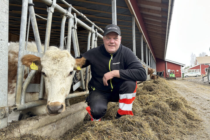 Emolehmäpihatto Luupuvedellä Aholan tilalla Sami Kemiläinen_käsitelty