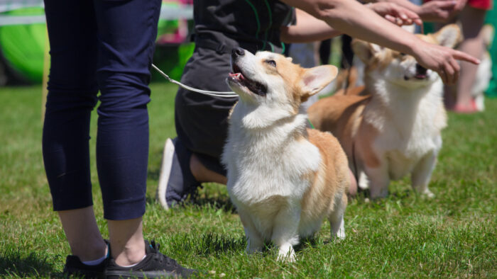 corgi dog show