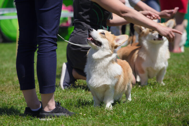 corgi dog show