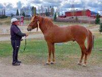 Varsa- ja tammanäyttely Hingunniemessä kiuruvetinen 2-vuotias ori Veimani oli paras varsa ja vierellä Kari Pikkarainen (kuvaaja Hannu Ala-Korpi)