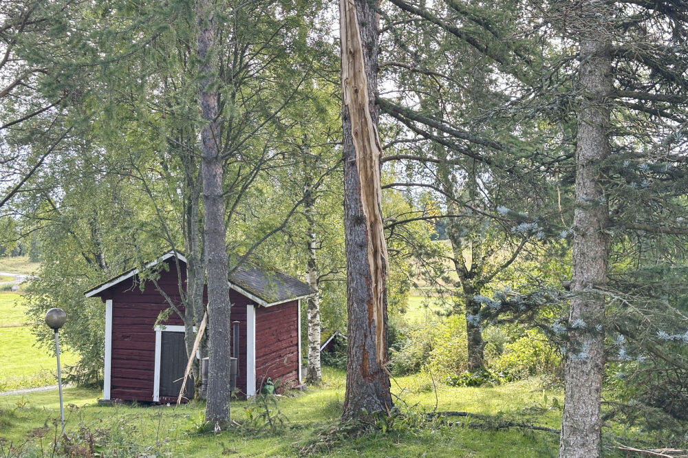Salama iski puuhun Niemiskylässä Petri Lonkilan talon vieressä lehtikuusi_käsitelty