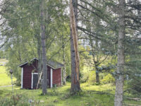 Salama iski puuhun Niemiskylässä Petri Lonkilan talon vieressä lehtikuusi_käsitelty