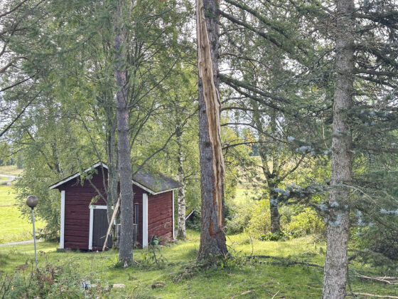 Salama iski puuhun Niemiskylässä Petri Lonkilan talon vieressä lehtikuusi_käsitelty