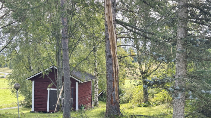 Salama iski puuhun Niemiskylässä Petri Lonkilan talon vieressä lehtikuusi_käsitelty