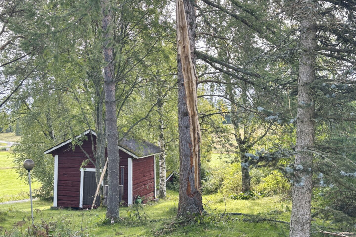 Salama iski puuhun Niemiskylässä Petri Lonkilan talon vieressä lehtikuusi_käsitelty